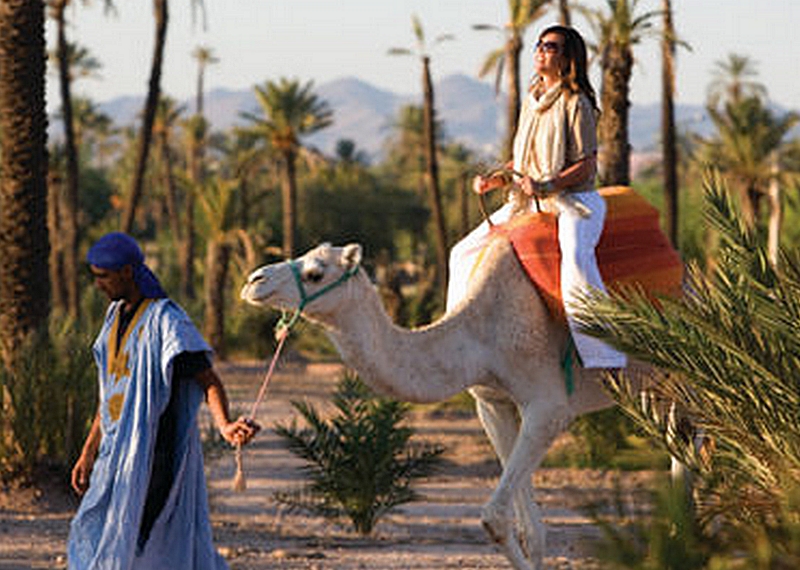 paseo en camello en Marrakech por el palmeral